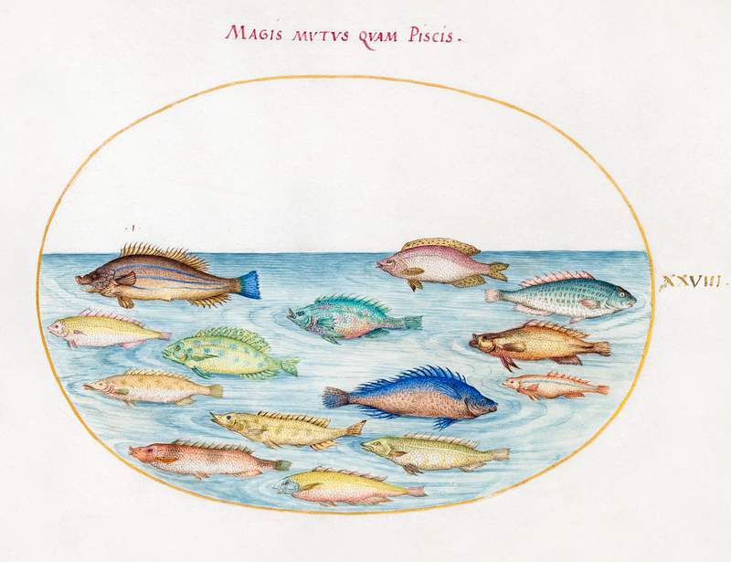Sea Bream and Other Fish (1575–1580) painting in high resolution by Joris Hoefnagel. Original from The National Gallery…