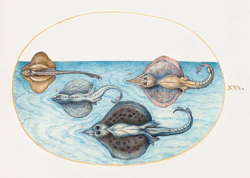 Four Rays (1575–1580) painting in high resolution by Joris Hoefnagel. Original from The National Gallery of Art.…