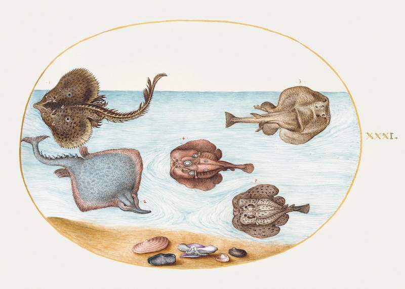 Marbled Electric Ray with Other Skates or Rays, Shells, and a Mollusk in Its Shell (1575–1580) painting in high…