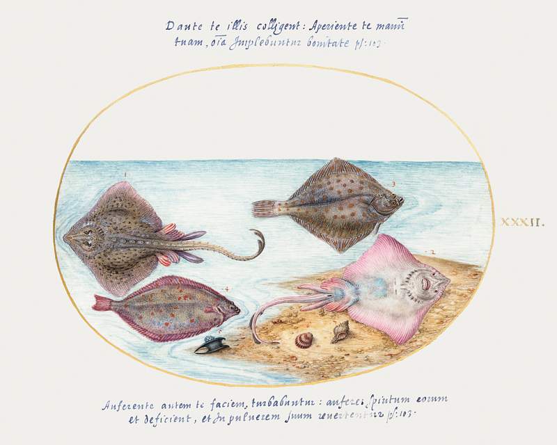 Skates with an Egg Case and Two Flatfish (1575–1580) painting in high resolution by Joris Hoefnagel. Original from The…
