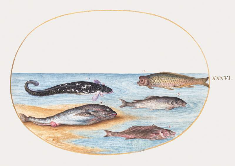 Five Fish, Including Carp (1575–1580) painting in high resolution by Joris Hoefnagel. Original from The National…