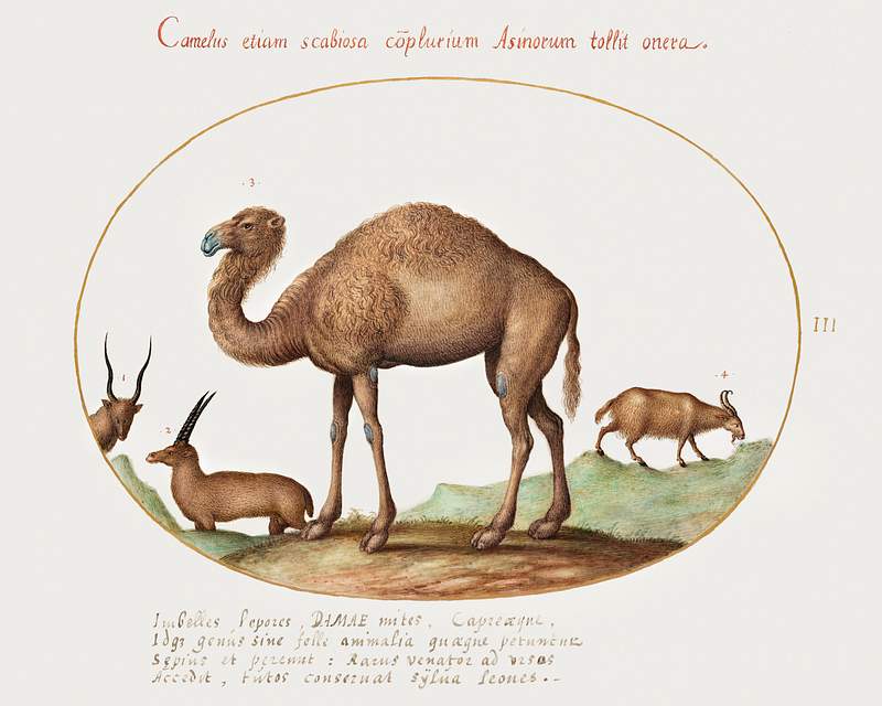 Camel, Ibex, and Goat (1575–1580) painting in high resolution by Joris Hoefnagel. Original from The National Gallery of…