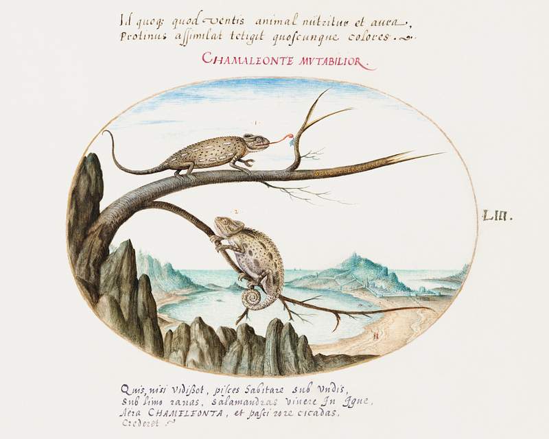 Two Chameleons above San Sebastián, Spain (1575–1580) painting in high resolution by Joris Hoefnagel. Original…