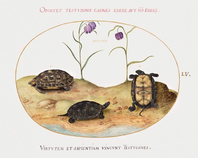 Three Turtles and Two Fritillaria (1575–1580) painting in high resolution by Joris Hoefnagel. Original from The…