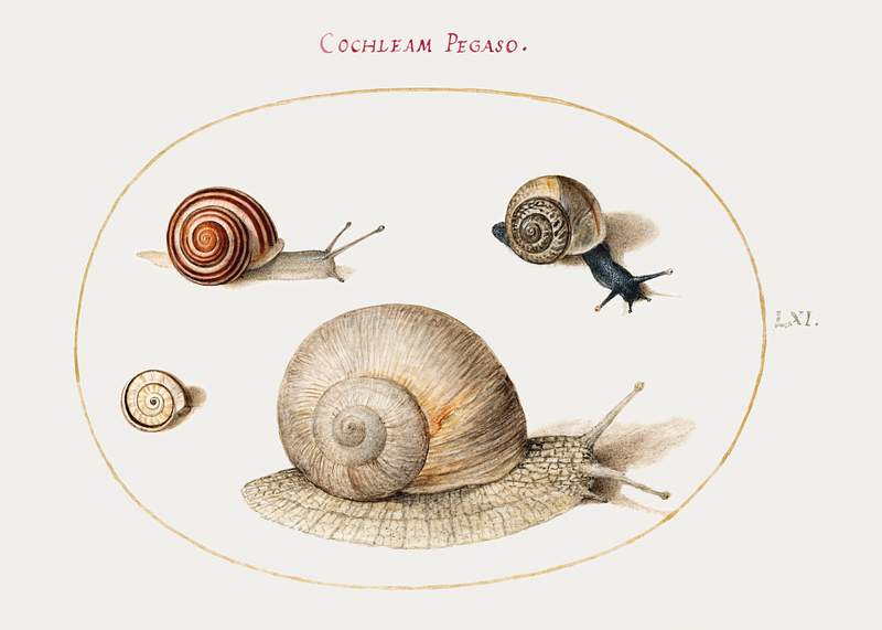 Four Snails (1575–1580) painting in high resolution by Joris Hoefnagel. Original from The National Gallery of Art.…