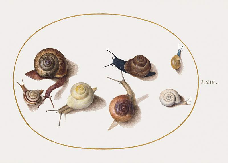 Seven Snails (1575–1580) painting in high resolution by Joris Hoefnagel. Original from The National Gallery of Art.…