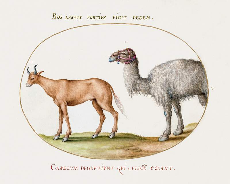 An Ox and a Camel (1575–1580) painting in high resolution by Joris Hoefnagel. Original from The National Gallery of…