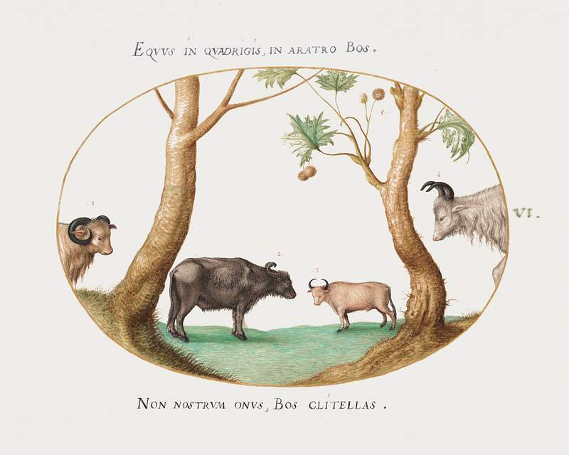 A Variety of Oxen with a Ram and a Water Buffalo by a Plane Tree (1575–1580) painting in high resolution by Joris…