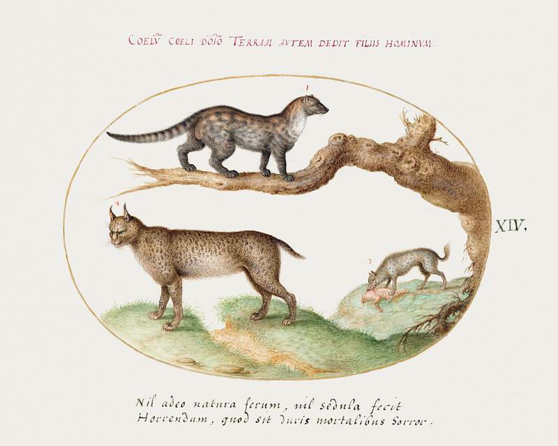 Civet, Lynx, and Hyena (1575–1580) painting in high resolution by Joris Hoefnagel. Original from The National Gallery…
