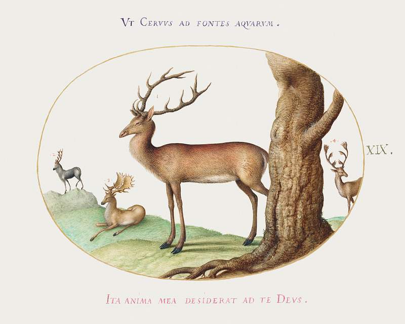 Four Types of Stags (1575–1580) painting in high resolution by Joris Hoefnagel. Original from The National Gallery of…