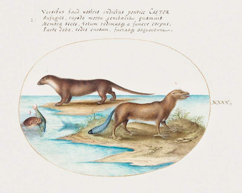 Two Otters and a Beaver (1575–1580) painting in high resolution by Joris Hoefnagel. Original from The National Gallery…