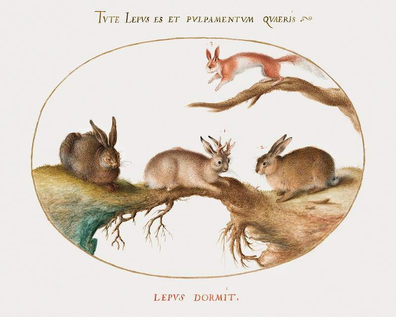 A Hare, "Jackalope," a Rabbit, and a Spotted Squirrel (1575–1580) painting in high resolution by Joris Hoefnagel.…