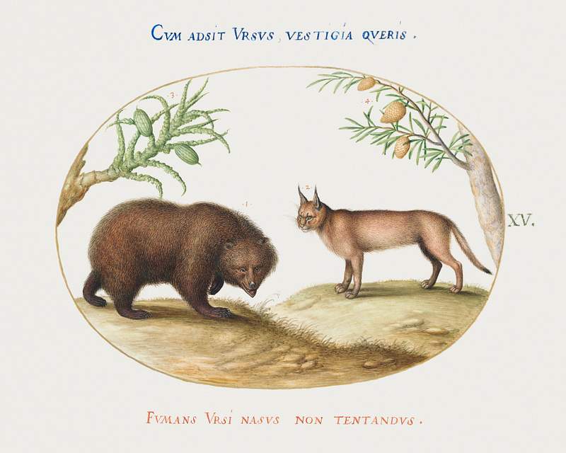 A Bear and a Lynx (1575–1580) painting in high resolution by Joris Hoefnagel. Original from The National Gallery of…