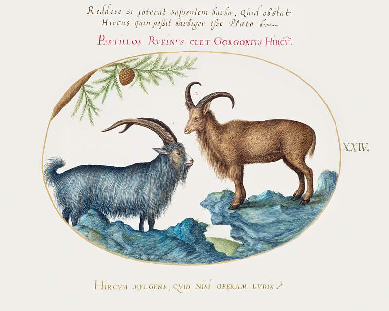 Wild Goat and a Barbary Sheep (1575–1580) painting in high resolution by Joris Hoefnagel. Original from The National…