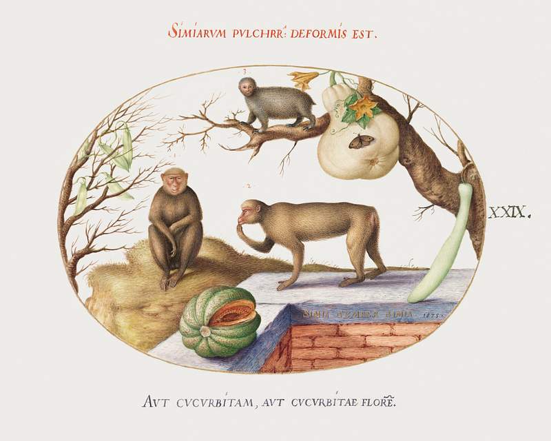Two Monkeys, Arctopithecus and Fruit (1575–1580) painting in high resolution by Joris Hoefnagel. Original from The…