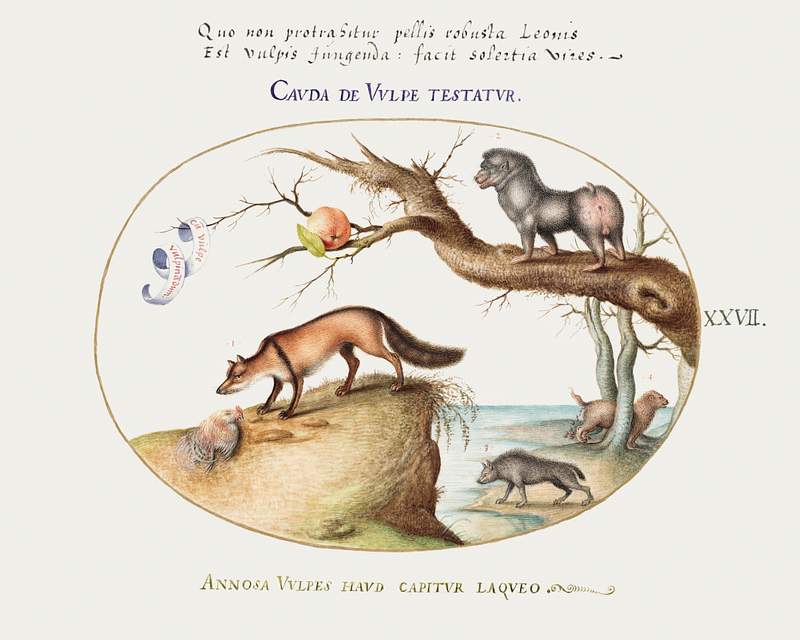 Cross Fox, Hyena, Baboon, Sea Wolf and a Gulon (1575–1580) painting in high resolution by Joris Hoefnagel. Original…