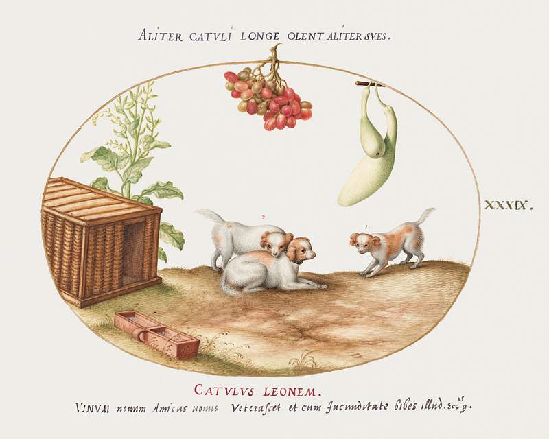 Three Puppies with a Crate and a Bunch of Grapes (1575–1580) painting in high resolution by Joris Hoefnagel. Original…