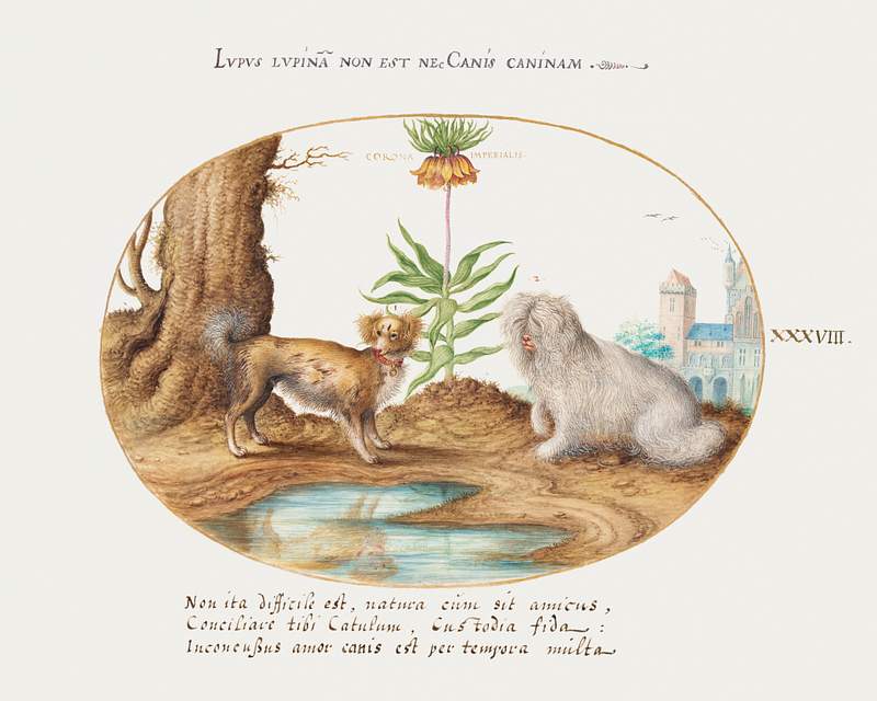 Two Small Dogs with a Crown Imperial (1575-1580) painting in high resolution by Joris Hoefnagel. Original from The National…