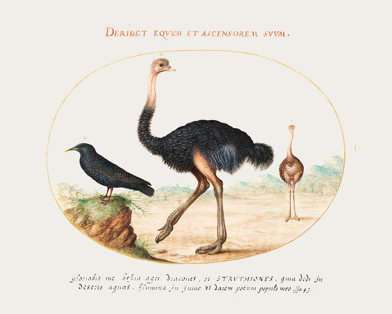 Two Ostriches and a Starling (1575–1580) painting in high resolution by Joris Hoefnagel. Original from The National…