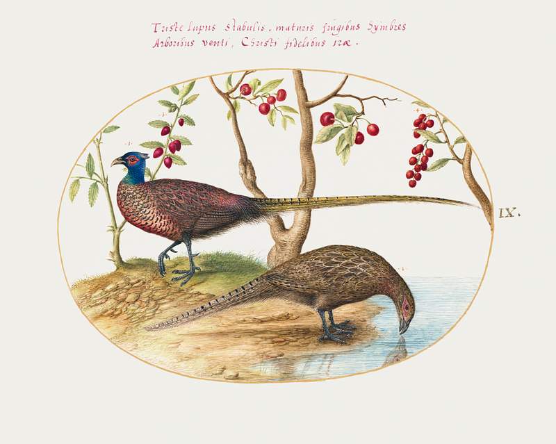 Two Pheasants with Fruiting Plants (1575–1580) painting in high resolution by Joris Hoefnagel. Original from The…