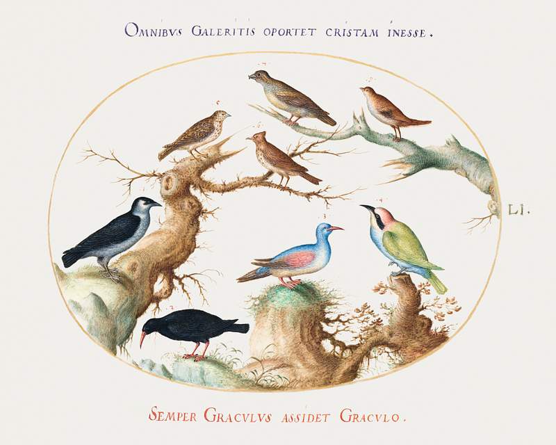 Cross beak, Chough, Bee-Eater, and Other Birds (1575–1580) painting in high resolution by Joris Hoefnagel. Original…