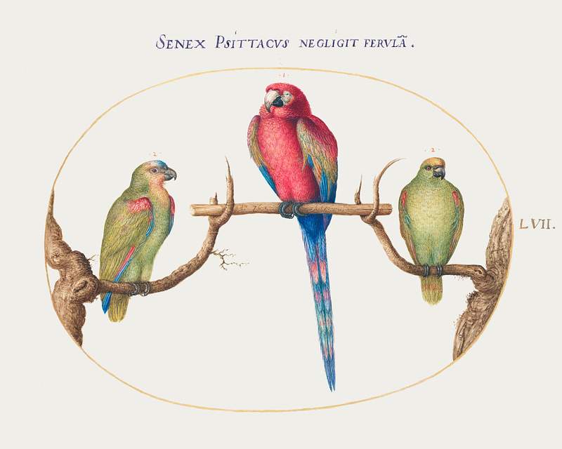 Scarlet Macaw with Two Smaller Green Parrots (1575–1580) painting in high resolution by Joris Hoefnagel. Original from…