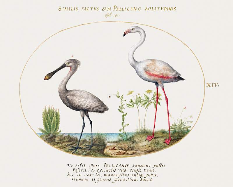 Spoonbill Crane and Flamingo (1575–1580) painting in high resolution by Joris Hoefnagel. Original from The National…