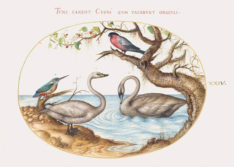 Two Swans, Kingfisher, and Bullfinch (1575–1580) painting in high resolution by Joris Hoefnagel. Original from The…