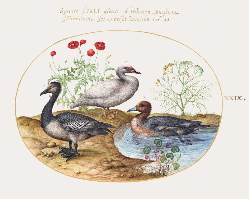 Geese with Poppies and Cyclamen (1575–1580) painting in high resolution by Joris Hoefnagel. Original from The National…