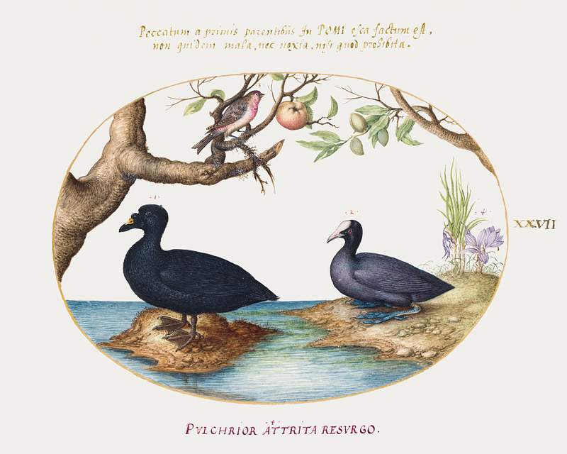 Duck, Coot, and Rosefinch (1575–1580) painting in high resolution by Joris Hoefnagel. Original from The National…
