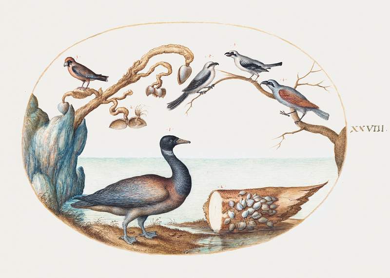 Barnacle Goose with Shrikes and Other Birds (1575–1580) painting in high resolution by Joris Hoefnagel. Original from…