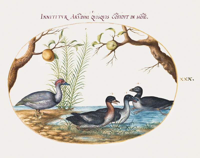 Muscovy Duck, Four-Legged Duck, and Two Other Birds (1575–1580) painting in high resolution by Joris Hoefnagel.…