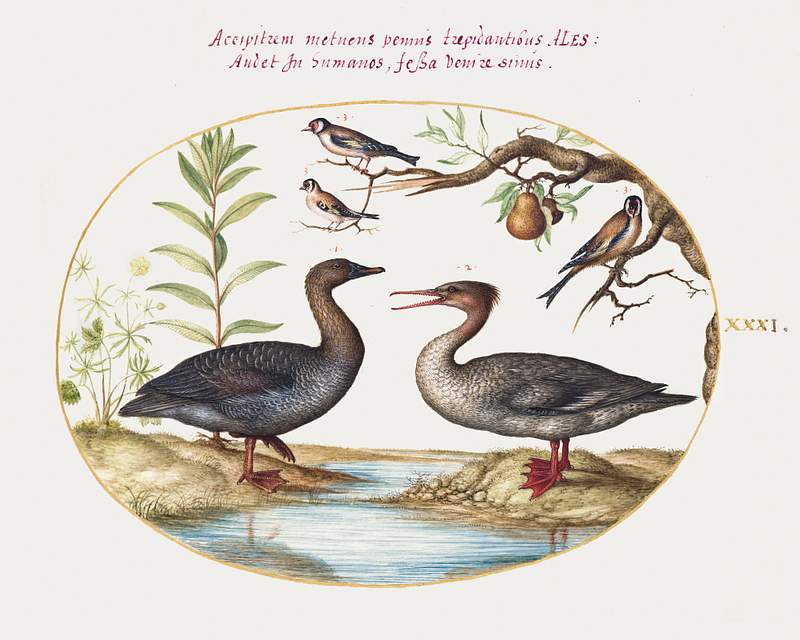 Duck, Merganser, and Three Goldfinches (1575–1580) painting in high resolution by Joris Hoefnagel. Original from The…