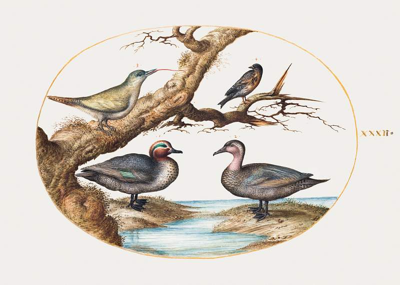 Green-Winged Teal, Juvenile Green Woodpecker and Two Other Birds (1575-1580) painting in high resolution by Joris Hoefnagel.…