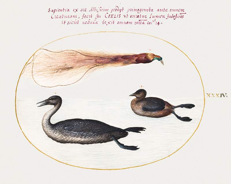 Bird of Paradise with Mereganser and Grebe (1575–1580) painting in high resolution by Joris Hoefnagel. Original from…