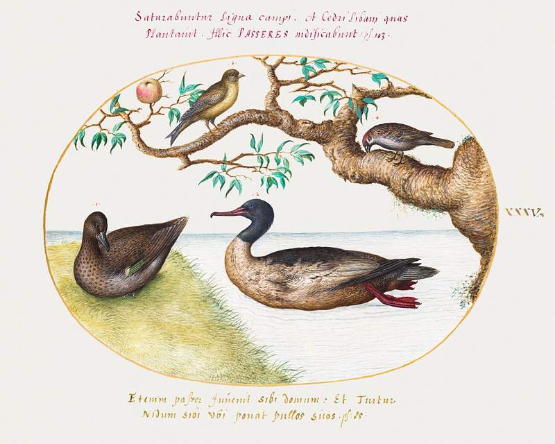Female Green-Winged Teal, Red-Breasted Merganser, Sparrow, and a Greenfinch (1575–1580) painting in high resolution by…