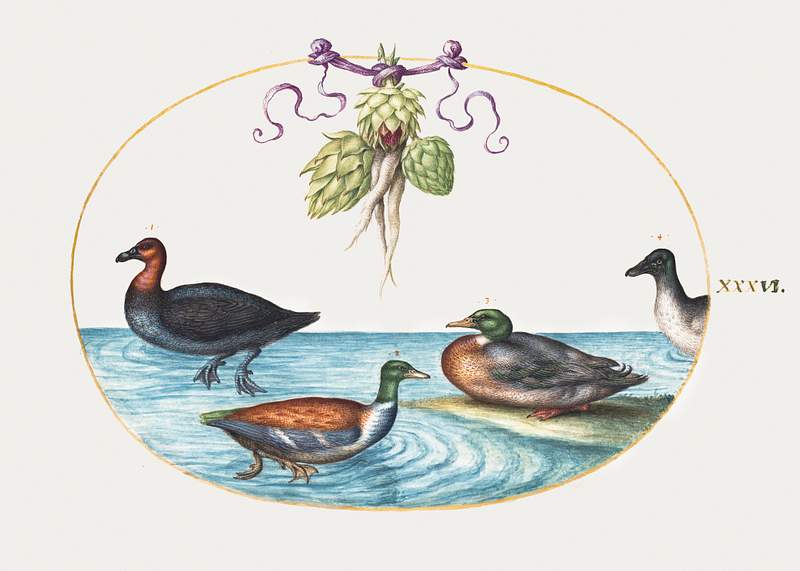 Red-Breasted Merganser, Shoveler, and Two Other Water Birds with Artichokes (1575–1580) painting in high resolution by…