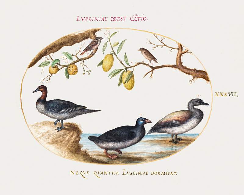 Three Waterfowl with Two Birds Perched in Citrus Trees (1575–1580) painting in high resolution by Joris Hoefnagel.…