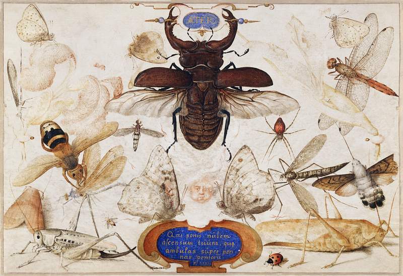 Insects and the Head of a Wind God (1590–1600) painting in high resolution by Joris Hoefnagel. Original from The MET…