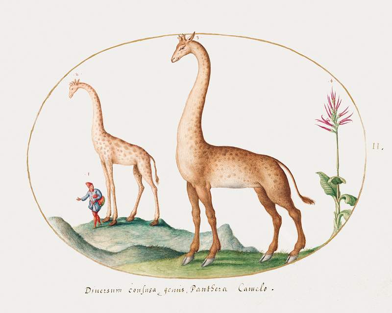 Two Giraffes with an Attendant (1575–1580) painting in high resolution by Joris Hoefnagel. Original from The National…
