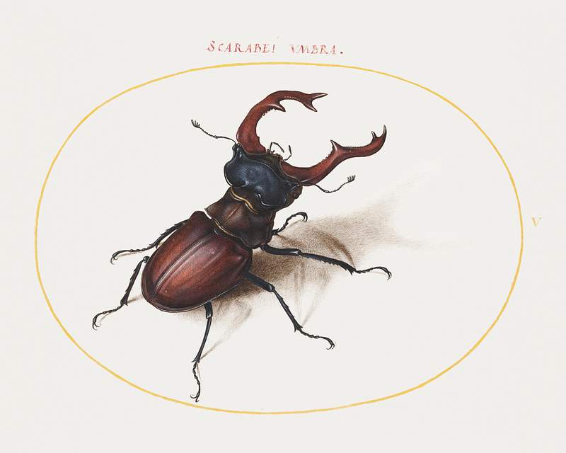 Stag Beetle (1575–1580) painting in high resolution by Joris Hoefnagel. Original from The National Gallery of Art.…