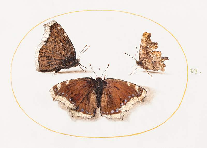 Two Views of a Mourning Cloak (Camberwell Beauty) Butterfly with a Comma Butterfly (1575–1580) painting in high…