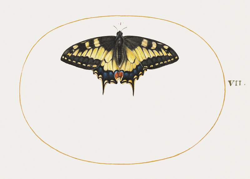 Yellow Swallowtail Butterfly (1575–1580) painting in high resolution by Joris Hoefnagel. Original from The National…