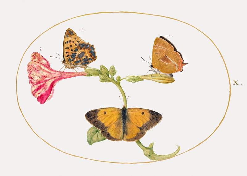 Brown Hairstreak, Silver-Washed Fritillary and Clouded Yellow Butterflies on a Four-o'-Clock Flower (1575–1580)…