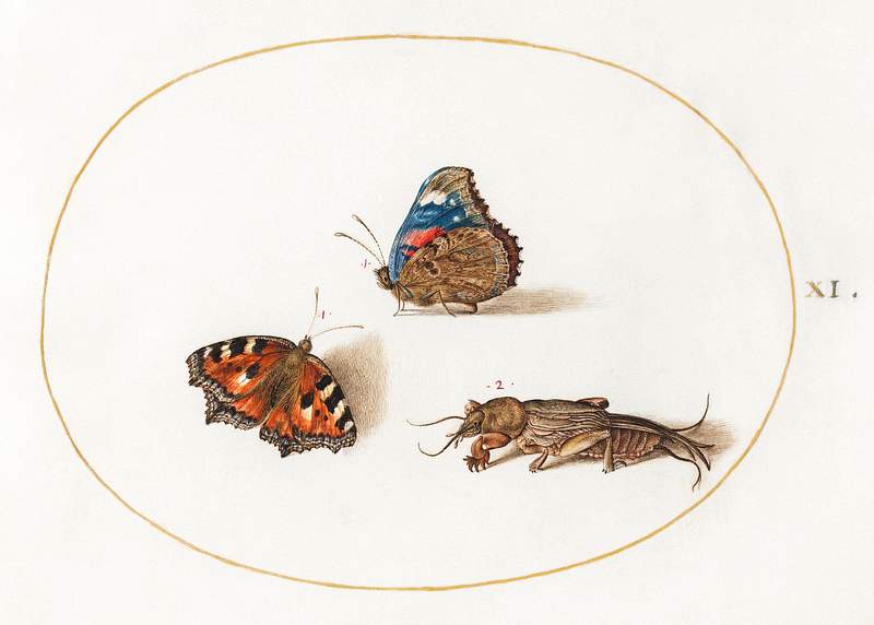Small Tortoiseshell and Red Admiral Butterflies with a Mole Cricket (1575-1580) painting in high resolution by Joris…