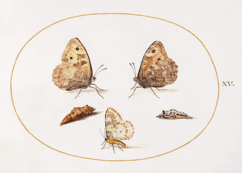 Grayling Butterfly, Magpie Moth, and Two Chrysalides (1575–1580) painting in high resolution by Joris Hoefnagel.…