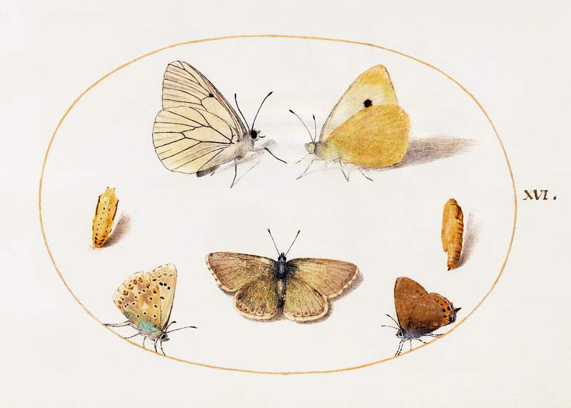 Black-Veined White, Clouded Yellow, Black Hairstreak and Geranium Argus Butterflies with Two Chrysalides (1575–1580)…