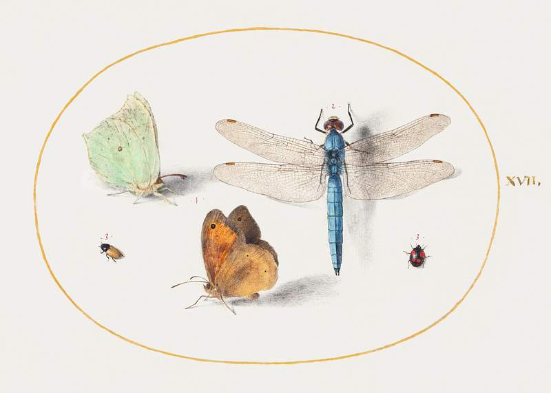 Brimstone and Meadow Brown Butterflies, a Dragonfly, and Two Small Insects (1575–1580) painting in high resolution by…