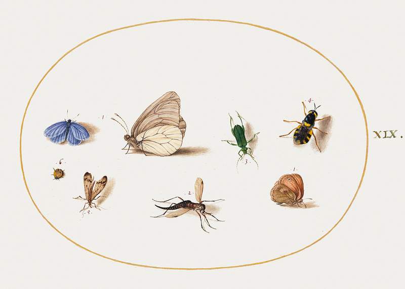 Two Butterflies with Five Other Insects (1575–1580) painting in high resolution by Joris Hoefnagel. Original from The…
