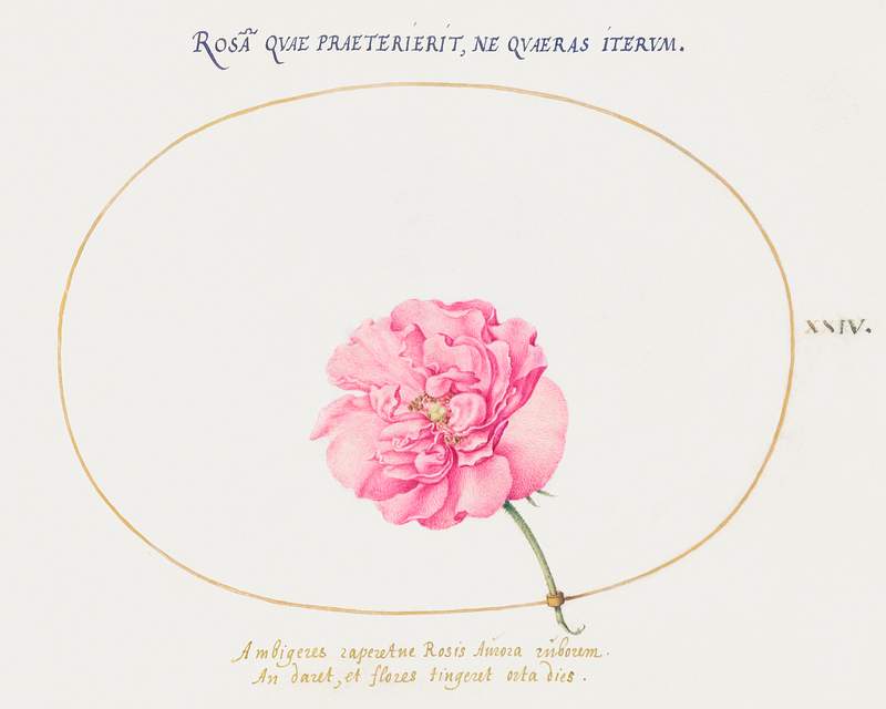 Pink Rose (1575–1580) painting in high resolution by Joris Hoefnagel. Original from The National Gallery of Art.…